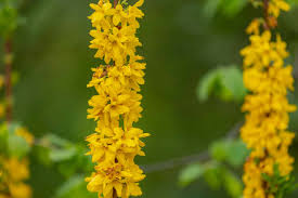Attēlu rezultāti vaicājumam “Lycogala leopardinum young”