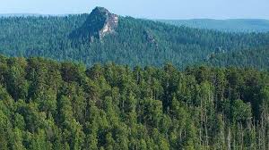 Image result for лес,