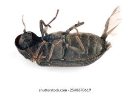 Attēlu rezultāti vaicājumam “Anobium pertinax”