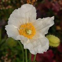 Image result for Meconopsis betonicifolia alba