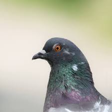 Attēlu rezultāti vaicājumam “Columba livia f. domestica adult”