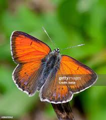 Attēlu rezultāti vaicājumam “Lycaena hippothoe male”