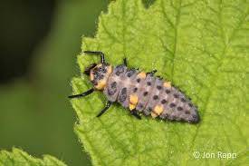 Attēlu rezultāti vaicājumam “Coccinella septempunctata”