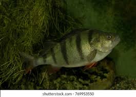 Attēlu rezultāti vaicājumam “Perca fluviatilis”