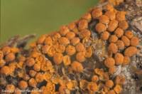 Attēlu rezultāti vaicājumam “Trichia scabra spores”