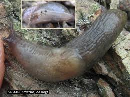 Attēlu rezultāti vaicājumam “Krynickillus melanocephalus”