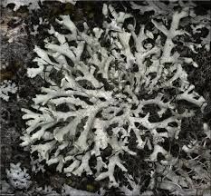 Attēlu rezultāti vaicājumam “Physcia tenella”