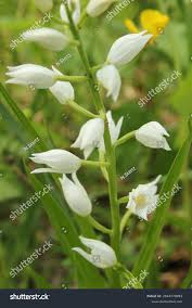 Attēlu rezultāti vaicājumam “Cephalanthera longifolia”