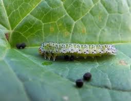 Attēlu rezultāti vaicājumam “Argidae larva”