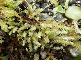 Attēlu rezultāti vaicājumam “Pohlia wahlenbergii var. calcarea”