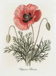Attēlu rezultāti vaicājumam “Papaver rhoeas flower”
