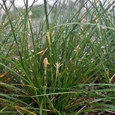 Attēlu rezultāti vaicājumam “Carex x bakkeriana”