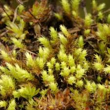 Attēlu rezultāti vaicājumam “Philonotis calcarea”