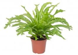 Image result for НЕФРОЛЕПИС (Nephrolepis