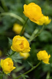 Attēlu rezultāti vaicājumam “Trollius europaeus bud”