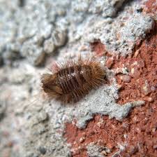 Attēlu rezultāti vaicājumam “Anthrenus museorum”