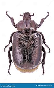 Attēlu rezultāti vaicājumam “Osmoderma barnabita imago”