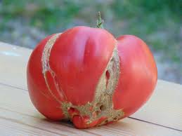 Afbeeldingsresultaat voor erdie family oxheart tomato