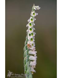 Attēlu rezultāti vaicājumam “Diachrysia tutti”