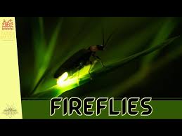 Attēlu rezultāti vaicājumam “Lampyridae”