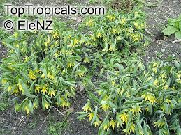 Attēlu rezultāti vaicājumam “Uvularia grandiflora”