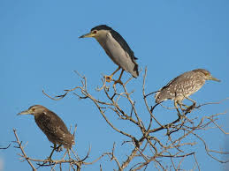 Attēlu rezultāti vaicājumam “Nycticorax nycticorax adult”
