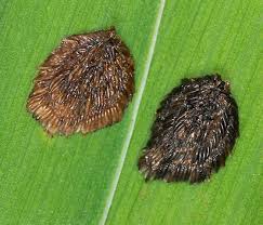 Attēlu rezultāti vaicājumam “Trichoptera egg mass”