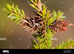 Attēlu rezultāti vaicājumam “Adelges laricis”