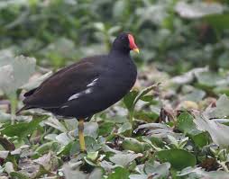 Attēlu rezultāti vaicājumam “Gallinula chloropus adult”