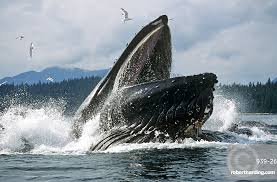 Image result for Megaptera novaeangliae