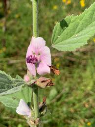 Image result for Althaea officinalis