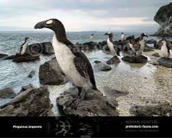 Image result for Pinguinus impennis