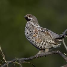Attēlu rezultāti vaicājumam “Tetrastes bonasia”