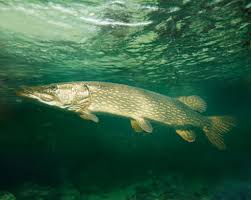 Image result for Esox lucius