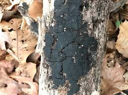 Attēlu rezultāti vaicājumam “Diatrype disciformis”