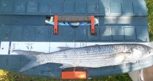 Image result for Liza ramada