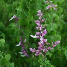 Attēlu rezultāti vaicājumam “Ophiotheca chrysosperma sessile”