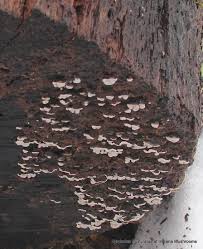 Attēlu rezultāti vaicājumam “Xylobolus frustulatus”