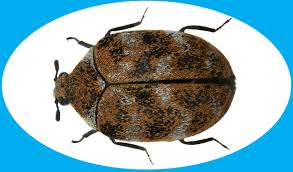 Attēlu rezultāti vaicājumam “Anthrenus verbasci”