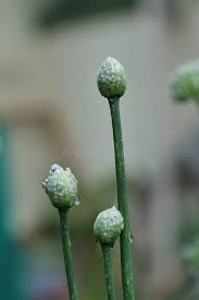 Attēlu rezultāti vaicājumam “Allium cepa bud”