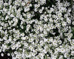 Attēlu rezultāti vaicājumam “Stellaria holostea leaf”