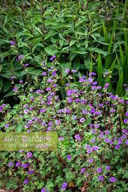 Attēlu rezultāti vaicājumam “Geranium pyrenaicum leaf”