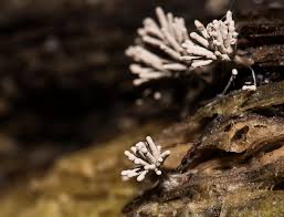 Attēlu rezultāti vaicājumam “Arcyria cinerea stalked”