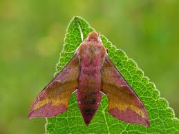 Attēlu rezultāti vaicājumam “Deilephila porcellus”