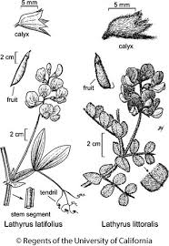 Attēlu rezultāti vaicājumam “Lathyrus palustris bud”