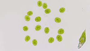 Attēlu rezultāti vaicājumam “Chlorophyta”