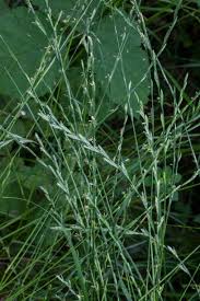 Attēlu rezultāti vaicājumam “Elytrigia repens”