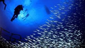 Image result for Manta Divers Sub-Aqua Club