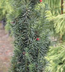 Attēlu rezultāti vaicājumam “Taxus baccata”