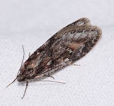 Attēlu rezultāti vaicājumam “Semioscopis oculella”